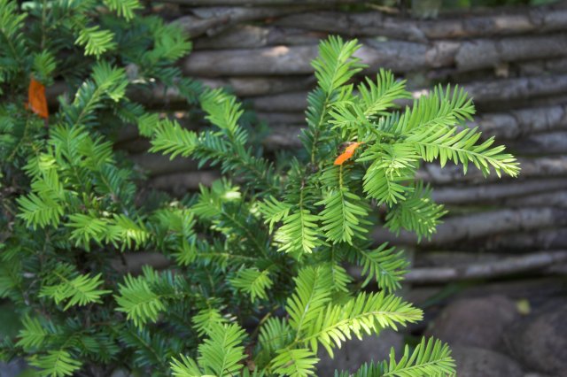 Taxus baccata